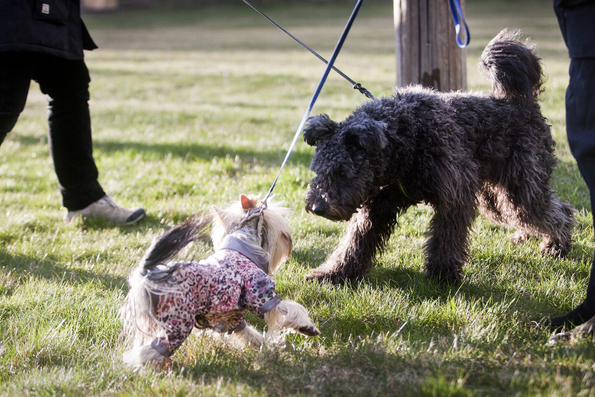 <span><span>Lär din hund att den inte alltid får hälsa på en mötande hund.</span></span>