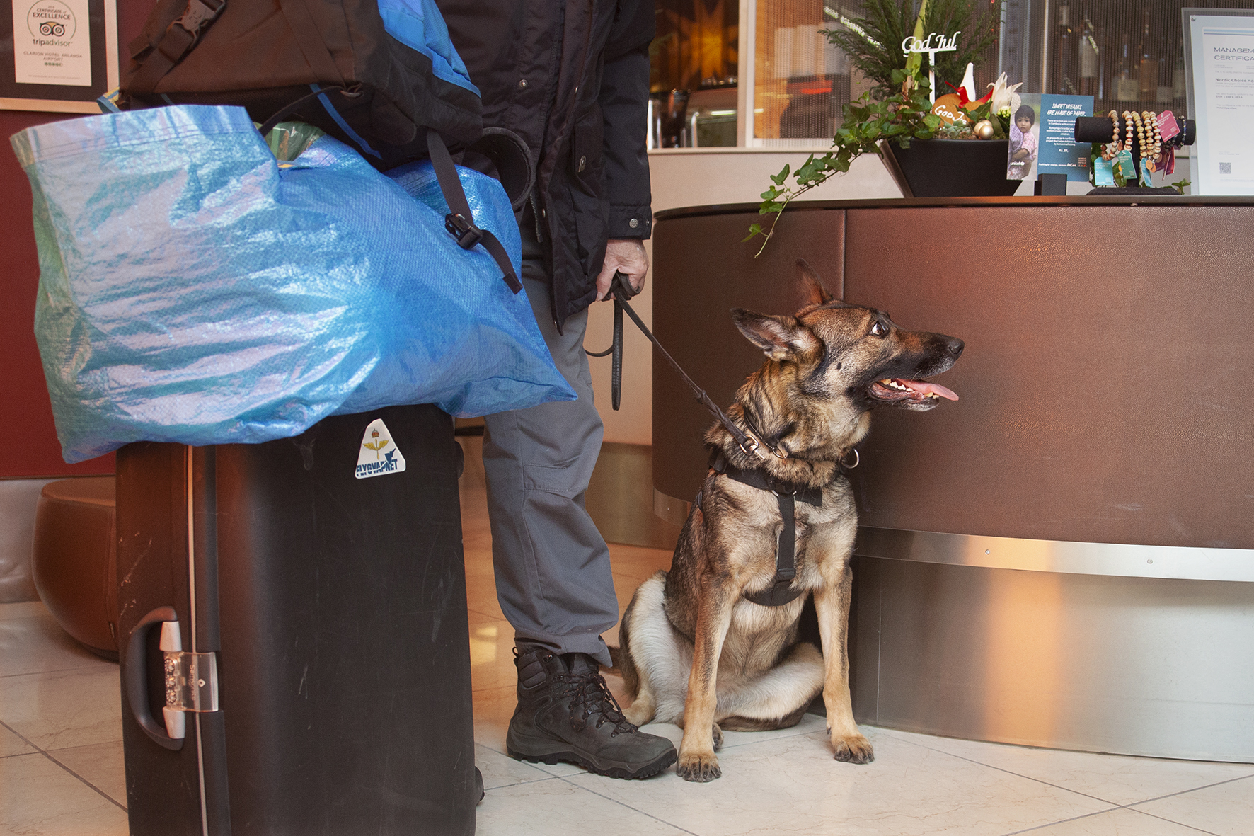Schäfern Hessa checkade in på hotellet med matte och husse