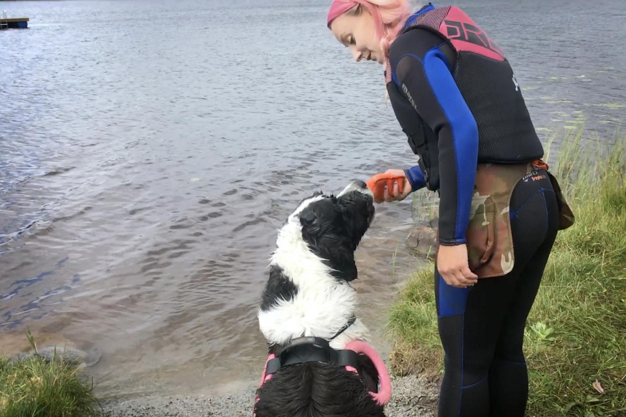Utgångsställningen är att hunden ska stå eller sitta vid förarens vänstra sida i momenten.