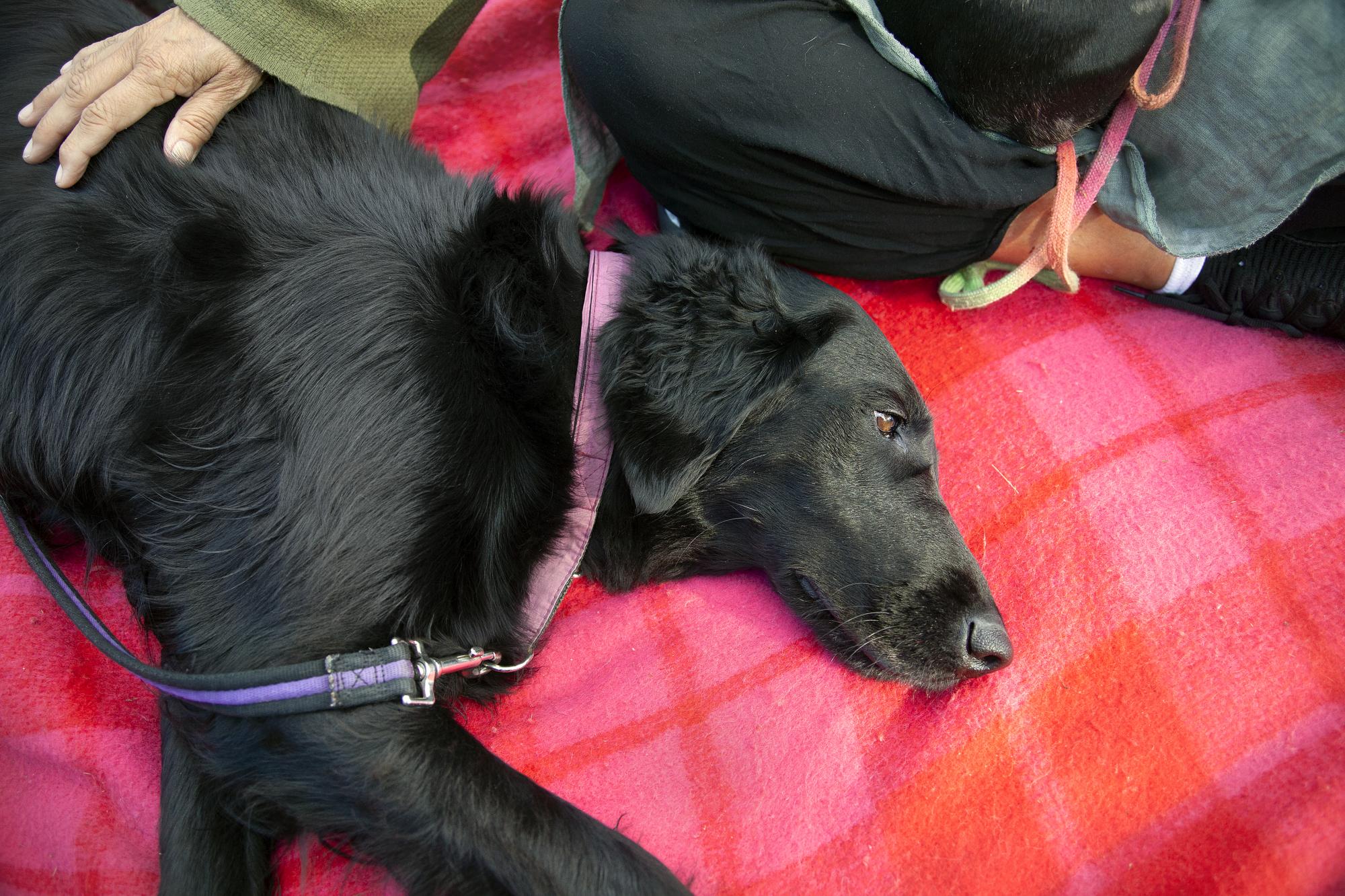 Efter fikat lägger sig Nova och vilar. Det är viktigt att hunden tränas vara passiv. Filten blir en signal för hunden att vara stilla.