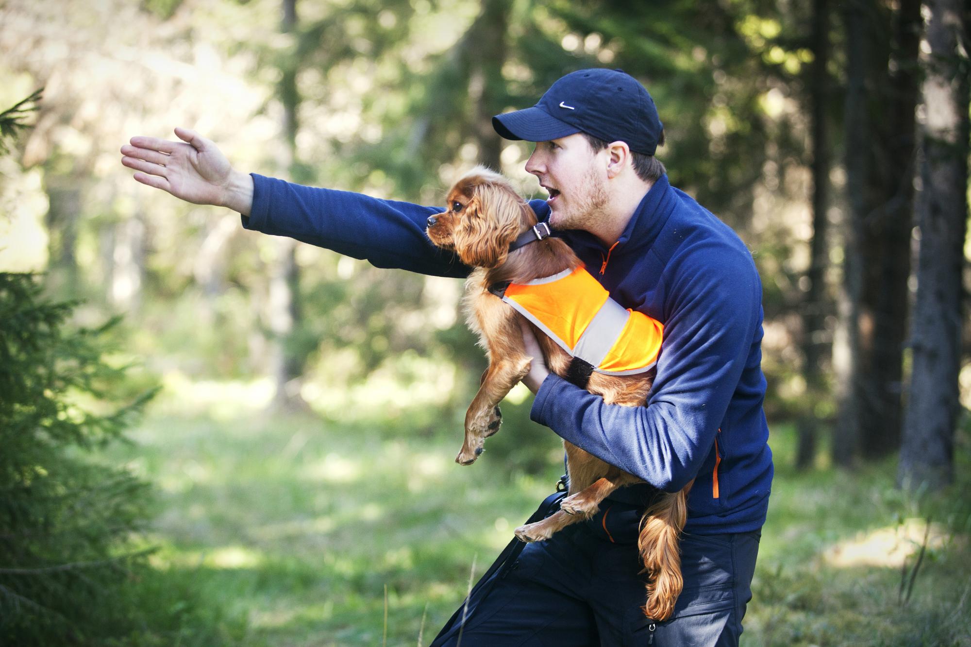 <span>Cavalier King Charles Spanieln Hugo får träna sök på sin ettårsdag med husse Gustaf Sima som visar vart figuranten finns. </span>