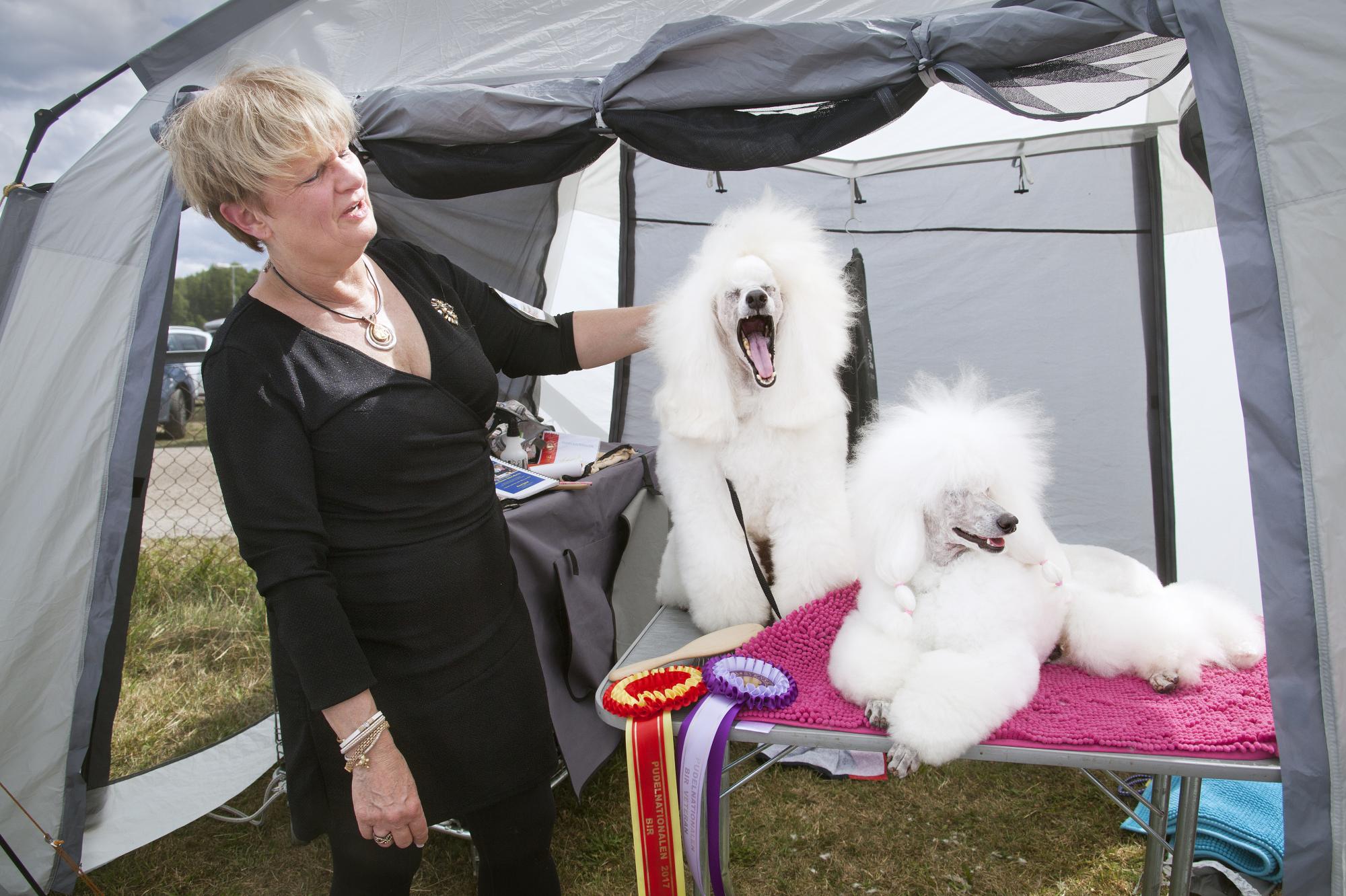 Långa dagar på utställningen tröttar ut både hundar och ägare. Vinstrika Robby, \