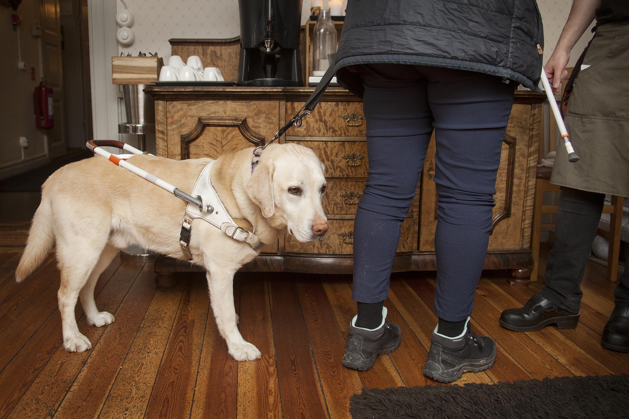 Det ställs höga krav på en ledarhund. Den ska både låta bli att ta kontakt med människor, men ändå kunna ta initiativ. Annika &Ouml;stling berättar mer i Hundetablissemangets podd.
