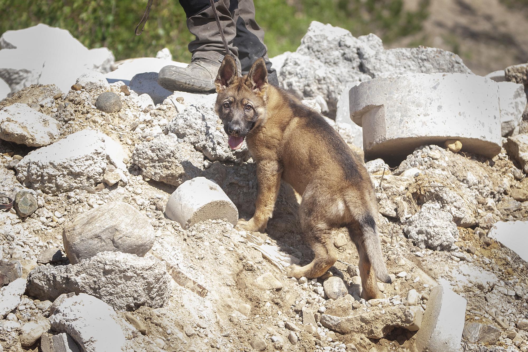 Miljöträna hunden i små steg. Schäfervalpen Five, \