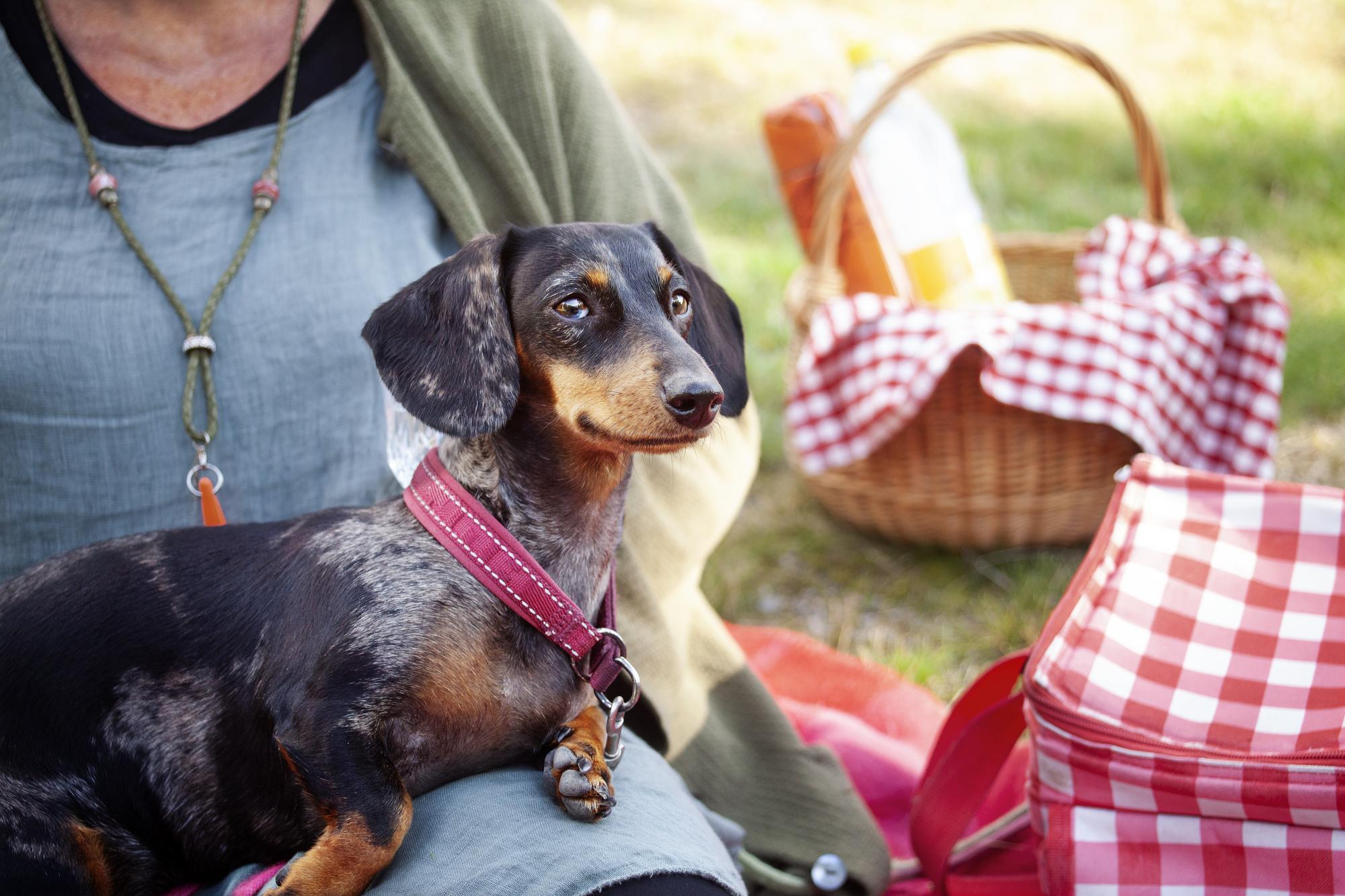 Taxen Mira får både passivitet- och miljöträning när matte Cilla tar en picknick med henne.