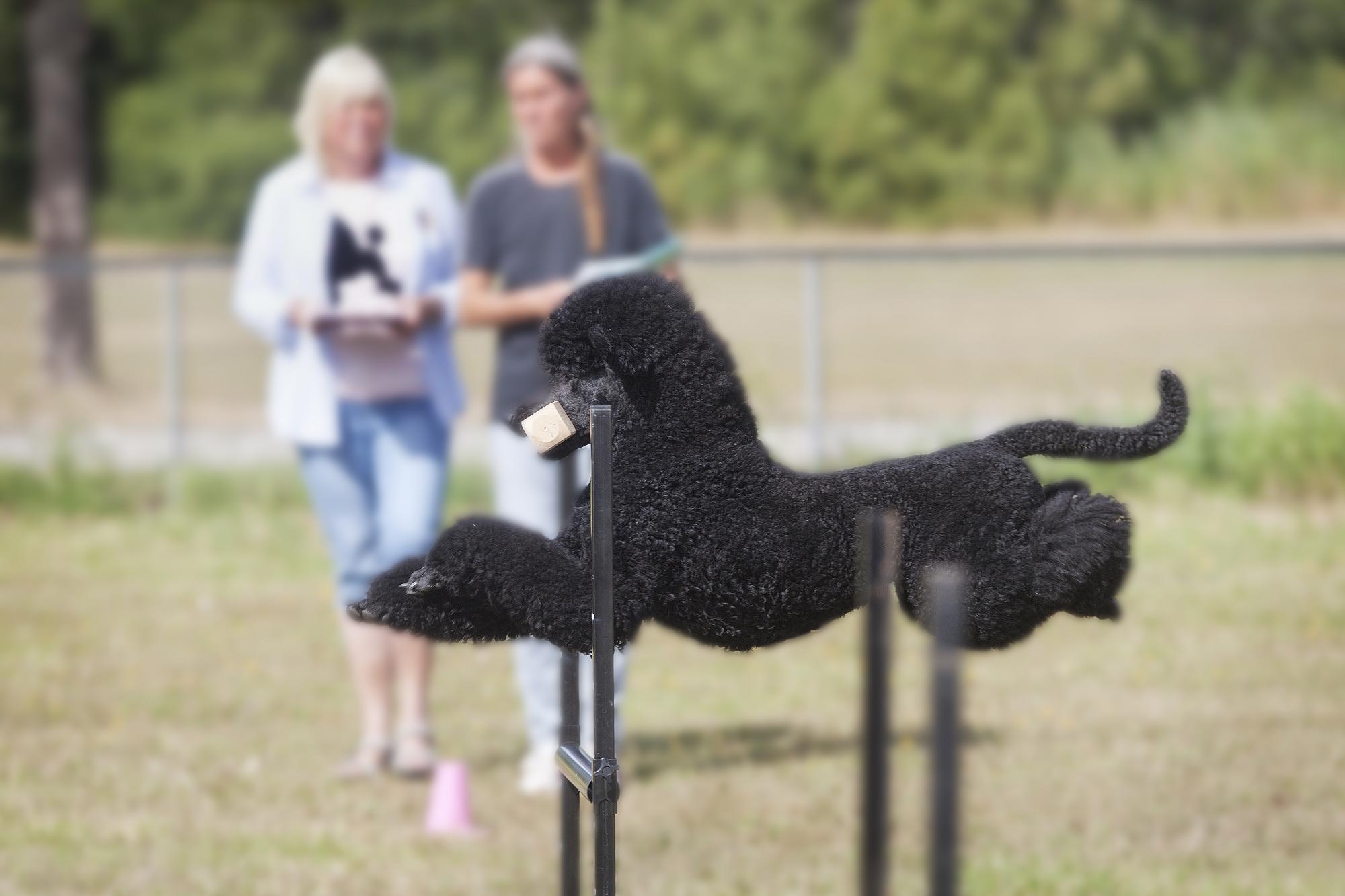 Barbro Pålsson tävlade i högsta lydnadsklassen med sin hund Linus, \