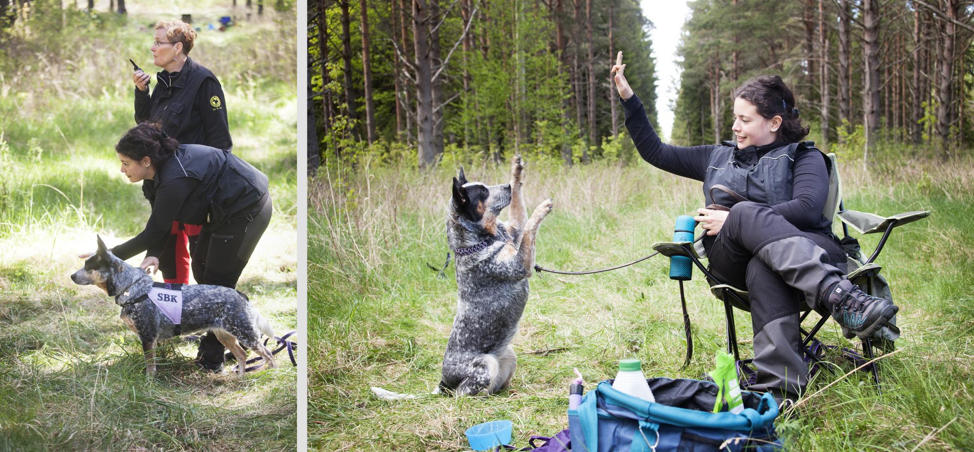 Emira Joulak och hennes Australian Cattledog Lizzy är på sitt andra läger via Svenska Hundklubben.