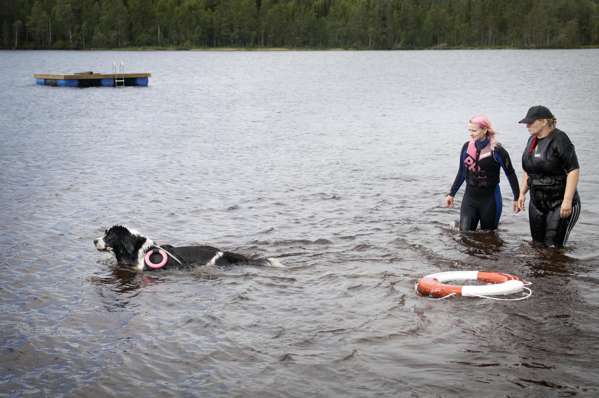 Ett elitprogram tar cirka 15-20 minuter och föraren får endast belöna hunden med röst och klappar.